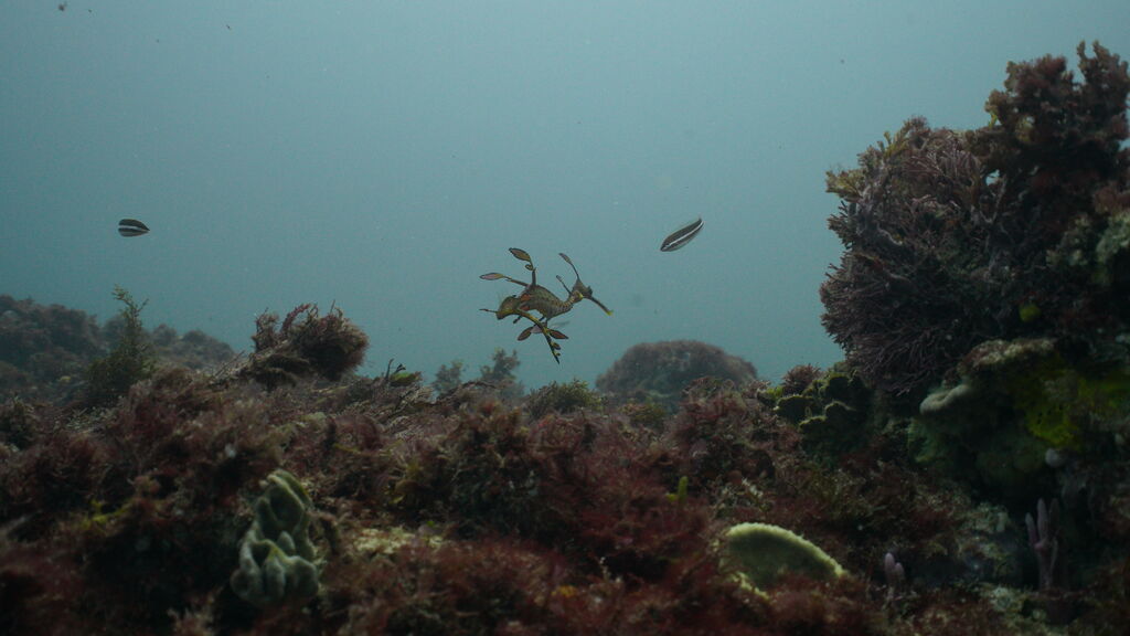 ae0a483d-52ad-473f-9c53-166102b96509