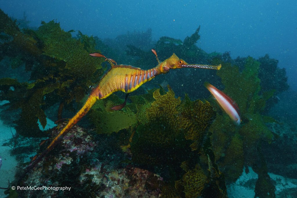 52790c8c-9764-4f24-a327-228e74837ec3